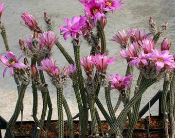 Echinocereus poselgeri / 10 seeds (Dahlia Hedgehog Cactus)