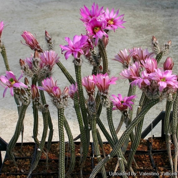Echinocereus Poselgeri / 10 Seeds (dahlia Hedgehog Cactus) - Etsy Finland