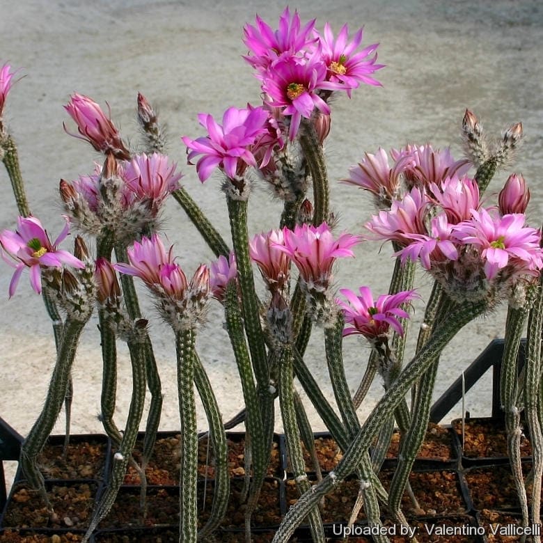 Echinocereus Poselgeri / 10 Seeds (dahlia Hedgehog Cactus) - Etsy Finland
