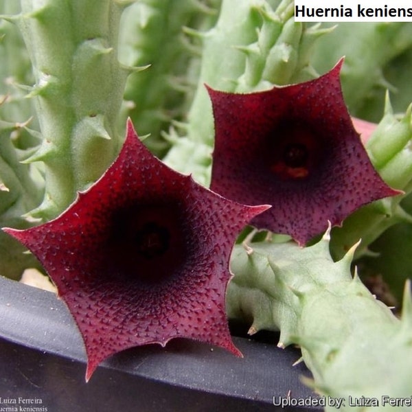 Huernia keniensis / 5 seeds (Kenyan Dragon flower)