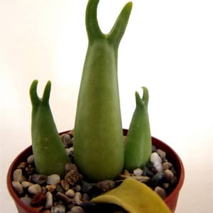 May include: A close-up of a small potted plant with three green, pointed leaves. The plant is called "Mitrophyllum mitratum".
