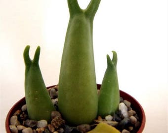 Mitrophyllum mitratum [RARE] / 20 seeds (Living Stones)