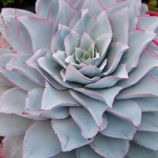 Echeveria cante / 20 seeds