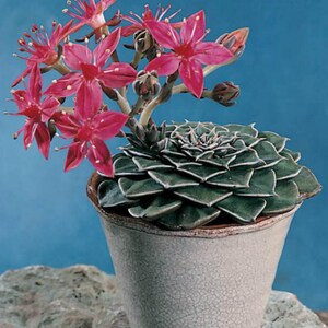 Graptopetalum bellum Tacitus bellus / 20 seeds Chihuahua Flower image 5