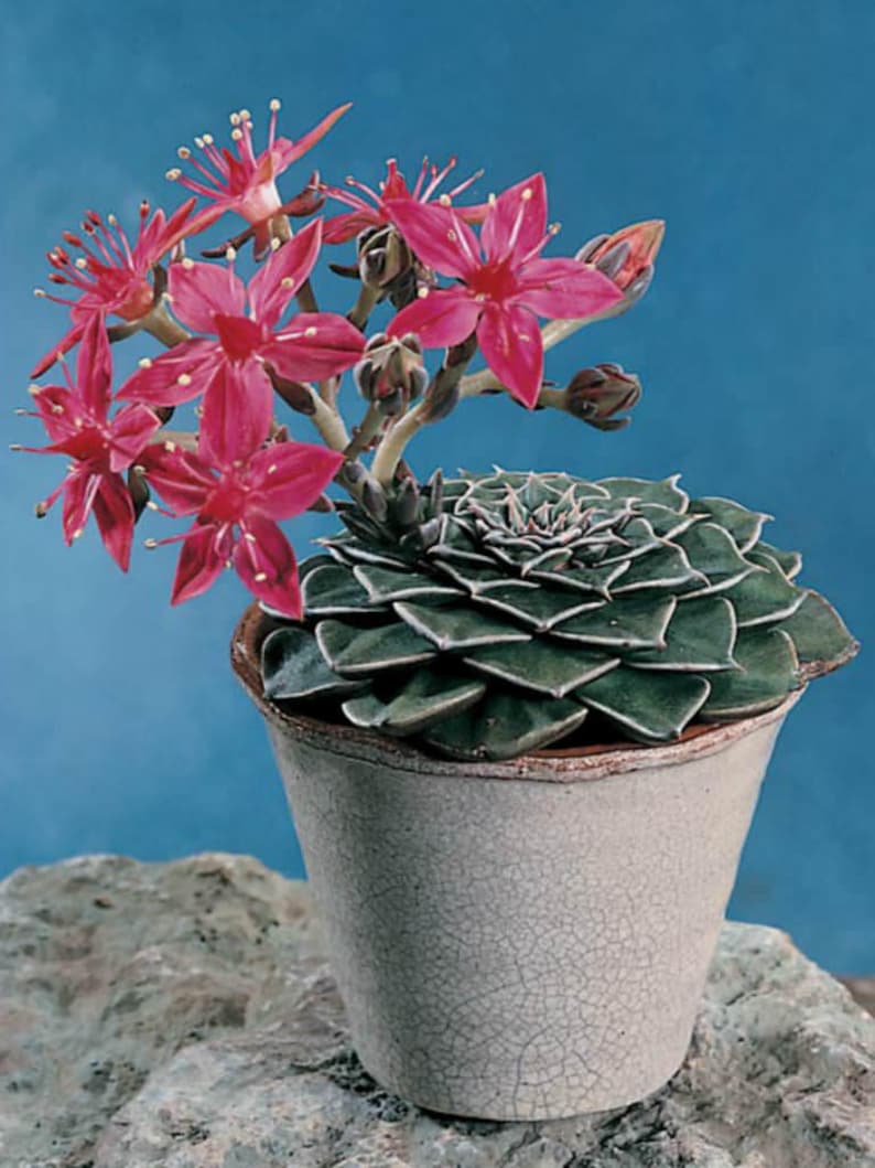 Graptopetalum bellum Tacitus bellus / 20 seeds Chihuahua Flower image 5