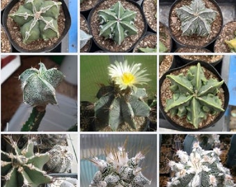 Mix di ibridi di Astrophytum ornatum / 10 semi