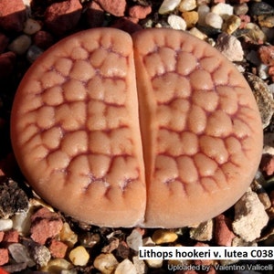 May include: A close-up of a Lithops hookeri v. lutea C038 succulent plant. The plant is a light peach colour with darker reddish-brown vein-like patterns. It is surrounded by small pebbles of various colours, including red, white, and brown.