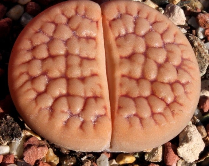 Lithops ruschiorum