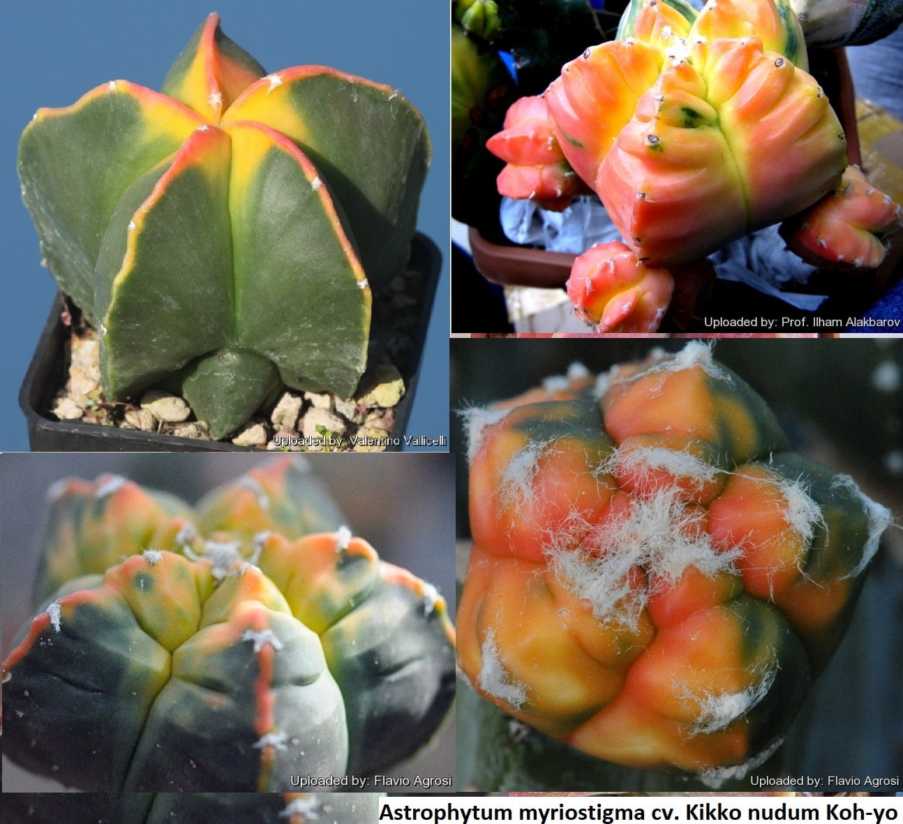 Astrophytum Myriostigma Cv. Kikko Nudum Koh-yo / 5 Seeds - Etsy Denmark