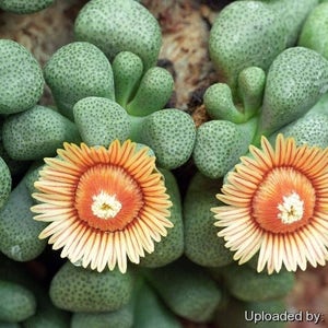 Pode incluir: Close-up de uma planta suculenta verde com duas flores laranja e brancas. A planta tem uma textura irregular e as flores têm muitas pétalas.