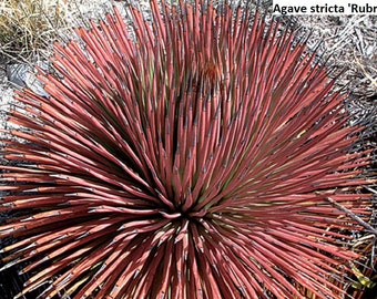 Agave Stricta f. rubra / 10 Samen (Rote Igelagave)