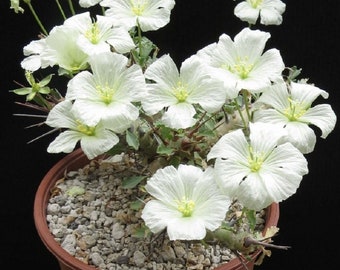 Monsonia crassicaulis / 5 nasion (świeca buszmena)