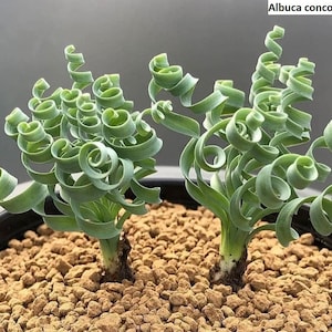 Könnte beinhalten: Zwei grüne Sukkulenten mit langen, lockigen Blättern, die in einem braunen Topf mit kleinen braunen Steinen wachsen. Die Pflanzen sind mit "Albuca concordiana" beschriftet.