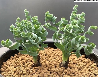 Albuca concordiana [RARE] (similar to Albuca spiralis) / 5 seeds