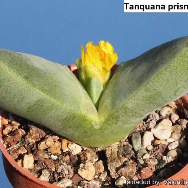 Tanquana prismatica / 20 seeds (Rock Mesemb)