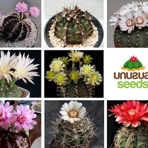 Könnte beinhalten: Eine Collage aus neun Bildern, die verschiedene Arten von blühenden Kakteen zeigen. Die Kakteen sind in verschiedenen Farben, darunter rosa, weiß und rot. Die Bilder sind in einem Raster angeordnet, mit dem Text "unusual seeds" in der Mitte.