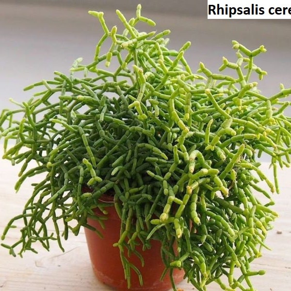 Rhipsalis cereuscula / 20 seeds (Coral Cactus)