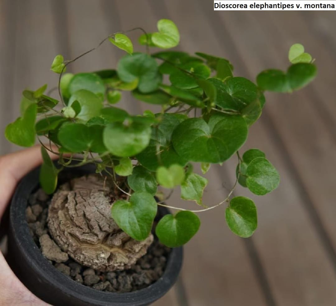 Dioscorea Elephantipes V. Montana / 5 Seeds (elephant's Foot