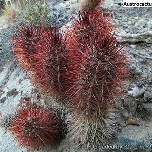 Austrocactus bertinii / 10 seeds