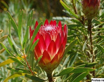 Protea repens (Sugarbush) / 5 seeds