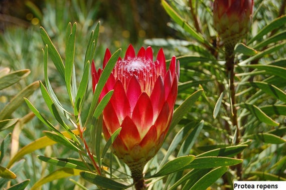 Protea repens (Sugarbush) / 12 seeds