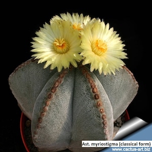 Może przedstawiać: Zbliżenie na zielony kaktus z żółtymi kwiatami. Kaktus ma kształt gwiazdy z brązowymi oznaczeniami. Tekst "Ast. myriostigma (classical form) www.cactus-art.biz" jest widoczny na dole obrazu.