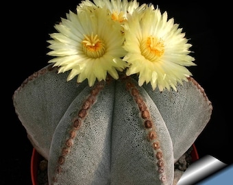 Astrophytum myriostigma / 10 seeds (bishop's cap cactus, bishop's hat, bishop's miter)