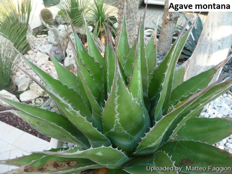 Agave Lophantha 10 Seeds Seeds Maguey Mezortillo Rustic Cold Resistant
