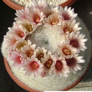 Mammilloydia candida v rosea / 10 seeds Snowball Cactus image 1