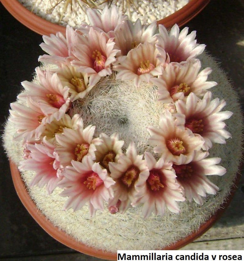 Mammilloydia candida v rosea / 10 seeds Snowball Cactus image 1