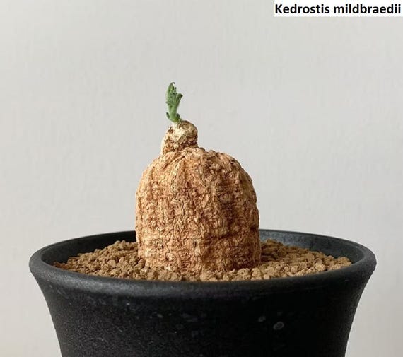 plant pot with drain Innovative Plant Pot With Removable Drawer