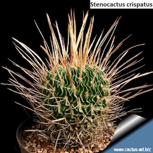 Stenocactus crispatus / 10 seeds (Brain Cactus)