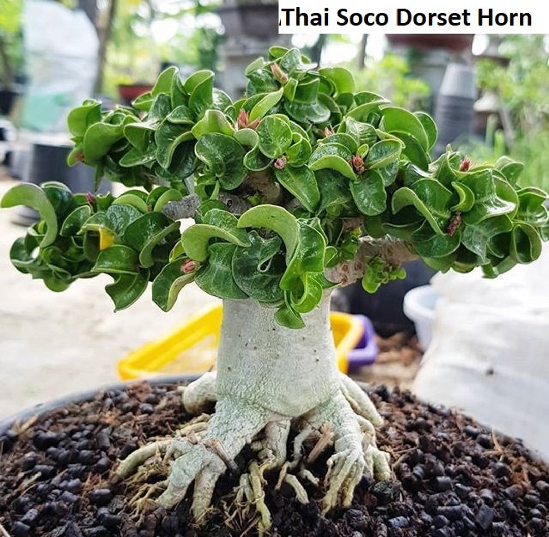 【獅子葉のアデニウム】Dorset Horn Adenium（DHA）- ③