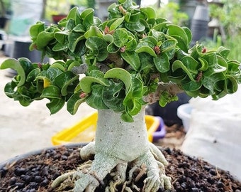 Adenium Thai Socotranum Dorset Horn (Desert Rose, Sabi Star, DHA) / 5 seeds [RARE]