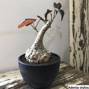 Adenia stylosa / 5 Samen