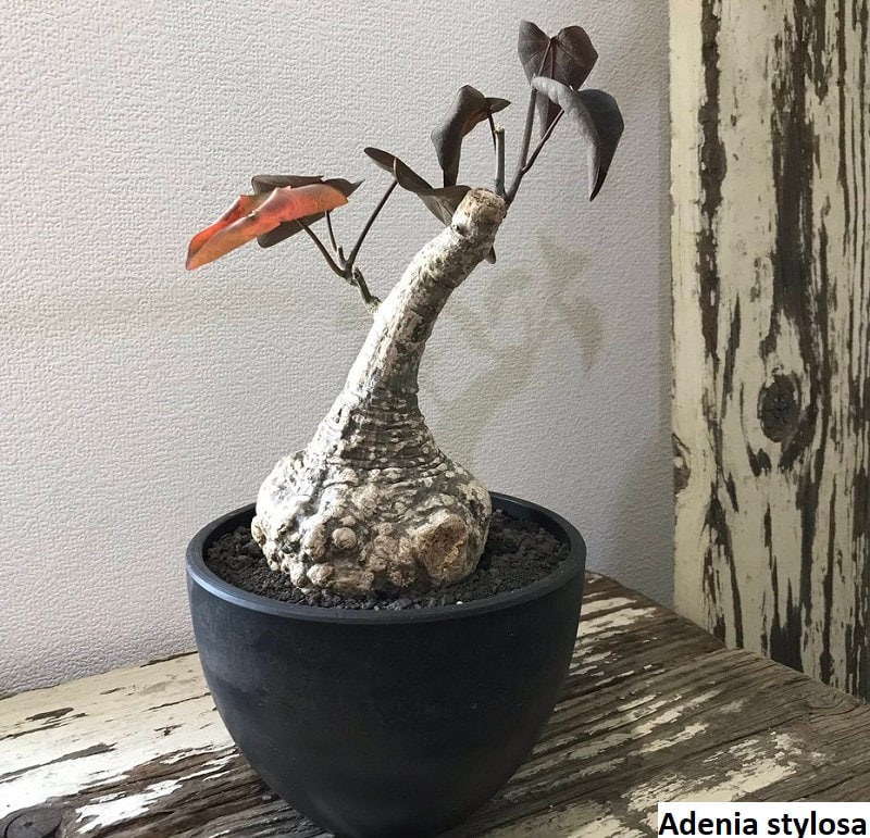 Brachychiton rupestris plant - Etsy.de
