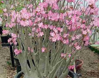 Adenium arabicum 'Yemen' (Wüstenrose, Sabi Star) / 5 Samen