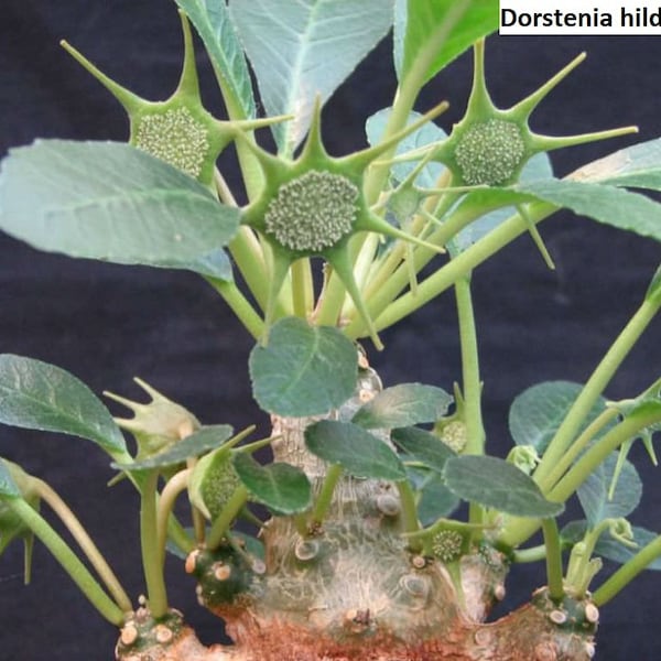 Dorstenia hildebrandtii / 5 seeds