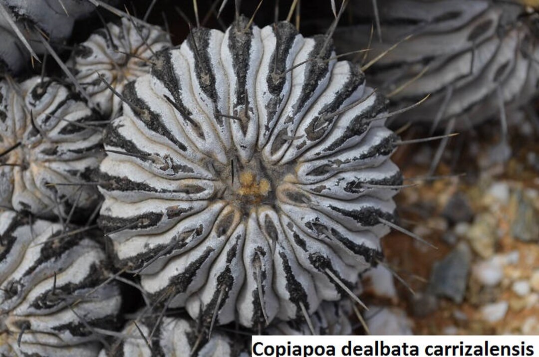 Copiapoa spendata / 10 Samen [Lebensraum gesammelt] - Etsy.de