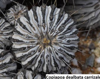 Copiapoa dealbata / 10 seeds [habitat collected]