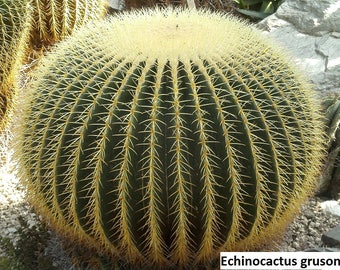 コノフィツム　stevens jonesianum Conophytum stevens-jonesianum 2 | masakatoの植物雑記