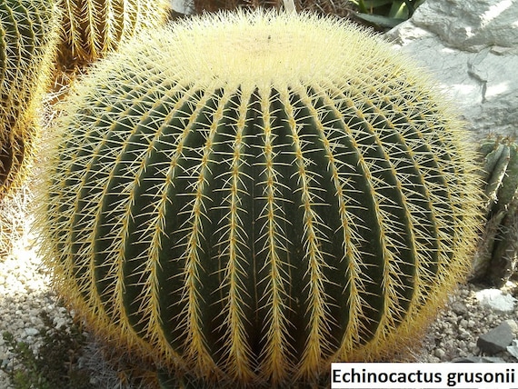 Echinocactus Grusonii (golden Barrel Cactus) / 10 Seeds