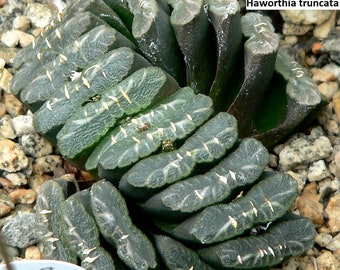 Haworthia truncata / 10 semillas (Dientes de caballo)