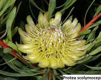 Protea scolymocephala / 5 seeds (thistle protea, thistle sugarbush)