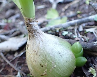 Albuca bracteata / 5 semi (cipolla incinta)