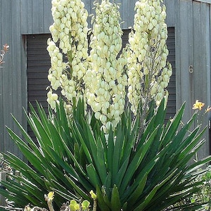 Yucca filamentosa / 10 seeds (Very cold hardy)
