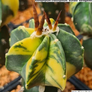 Może przedstawiać: Zbliżenie na wariegatę Astrophytum crassispimum 'Buffalo'. Kaktus ma mieszankę zielonych i żółtych odcieni, z ostrymi, brązowymi kolcami na górze. Obraz zawiera tekst 'Astrophytum crassispimum 'Buffalo' variegated'.