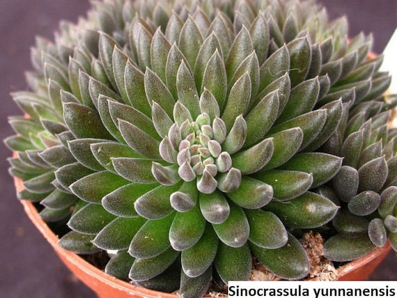 Sinocrassula yunnanensis (Chinese jade plant) / 20 seeds
