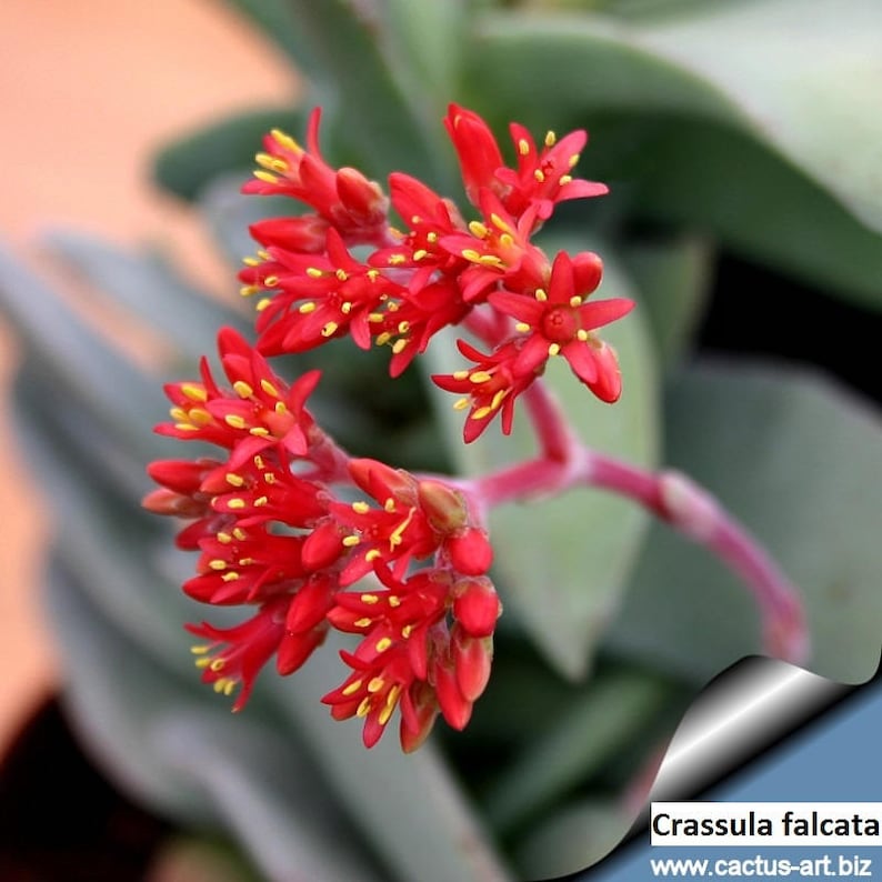 Crassula Falcata - Propeller Plant