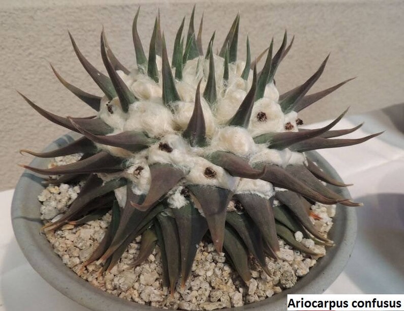Ariocarpus confusus / 10 seeds False Peyote Living Rock | Etsy